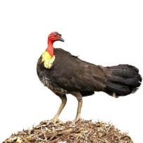 Brush_turkey203