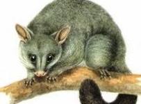 possum