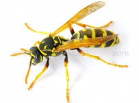wasp