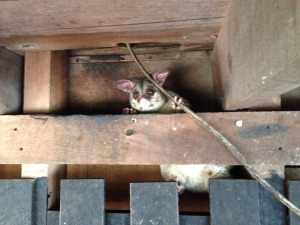 Brush tail possum living in Petrie's School of Arts building.