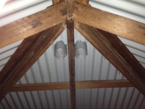 unprotected ceiling vents allowed possums to drop in.  Problem here was they couldn't get out.